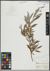 Foto von Salix alba subsp. alba L.
